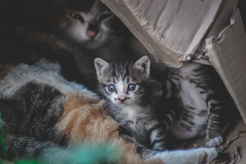 Gestreepte kittens liggen dicht tegen elkaar in een kartonnen doos